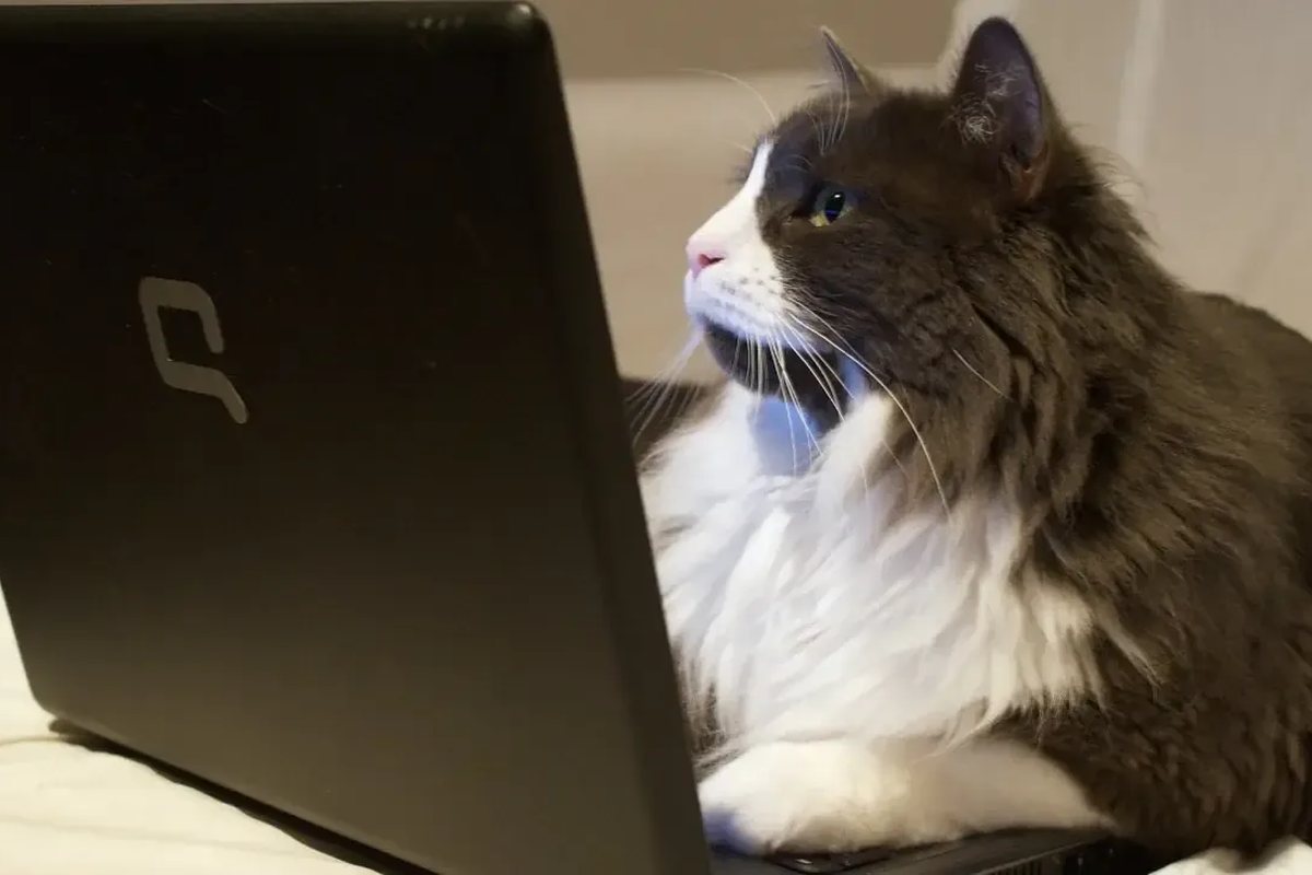 Kot siedzący przy otwartym laptopie — naprawa sprzętu uszkodzonego przez zwierzę domowe